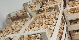 Vendo boletus comestible y seta espinosa.