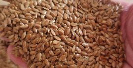 Ofrecemos avena orgánica Biosuisse, 50 toneladas, de alta calidad,