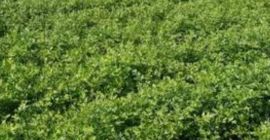 Hola, somos jóvenes agricultores[teléfono]emos plantado perejil, la caja lleva