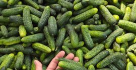 Vendo pepinos de campo a granel. De 1 a