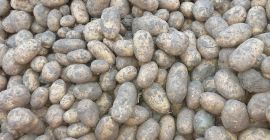 Se venden 250 toneladas de papas Fontane, clase 35+.