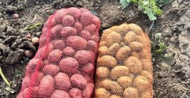 Se venden aproximadamente 40 toneladas de papas blancas y
