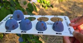 Ciruelas Stanley: ¡El dulce sabor de Moldavia! Jugosas, dulces