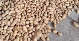 Vendo papas de Arizona. Cosecha 2025. Detalles en el