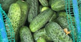 La cosecha diaria es de aproximadamente 120-150 kg.