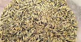 Vendo avena cosecha 2025, variedad bingo, cantidad aprox. 40