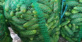 Pepinos orgánicos certificados. Mezcla de pepinos encurtidos. Pepino para