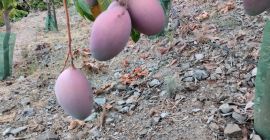 Se venden Mangos ecológicos de la axarquia del árbol