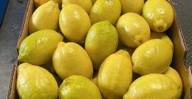 Limones Eureka envasados y listos para entrega.