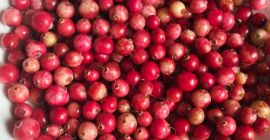 Vendo arándanos rojos de pantano frescos, recolectados por encargo