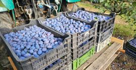Ciruelas al por mayor, directamente del huerto. Distribuimos ciruelas