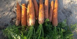 Vendo zanahorias comerciales e industriales de la variedad bermuda.