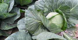 Venderé repollo blanco en cantidades al por mayor.