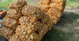 Papas DENAR, 40 sacos de 15 kg cada uno.