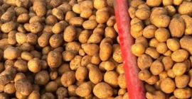 Se venden patatas a 0,30€ kg.[teléfono]emos de muchas variedades,