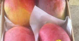 Mango fresco listo para comer importado de Egipto a