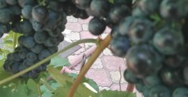 Viñedo propio Variedad -Borgoña