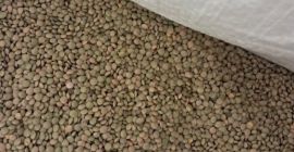 Se venden hasta 23.000 kg de lentejas peque&ntilde;as a