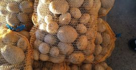 Vendo patatas de la variedad Vineta, muy sabrosas, recién