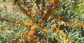 Espino amarillo, variedades Clara y Mara. Estado congelado.