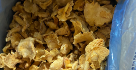 Disponemos de 8 toneladas de rebozuelos limpios y congelados
