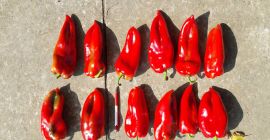 Oferta de pimientos rojos frescos. &quot;Bašta i špajz&quot; Ltd.