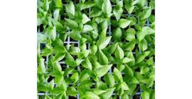 Venta de planteles y plántulas de menta piperita, lista