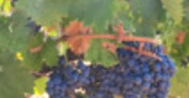 Se vende uva de muy buena calidad, sana y