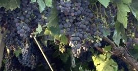Uvas en venta. Diversas variedades: Montepulciano, Lambrusco, Pizzutella y