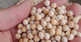 Vendo guisantes de primavera Astronaute de la cosecha de