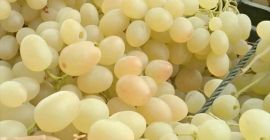Vendo gran cantidad de uvas de excelente calidad de