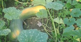 Calabaza Vasca alargada de buena calidad.