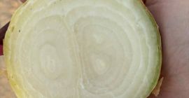 Vendo cebollas secas de la variedad Stuttgarten, más información