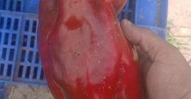 Nuestra empresa, ubicada en Elche, se especializa en el