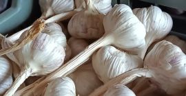 Ajo Harnaś en venta. Sano, cuidadosamente limpio y calibrado.