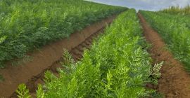 Ofrezco zanahorias frescas, de calidad comercial y para el