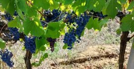 Uvas biodinámicas y orgánicas certificadas de la más alta
