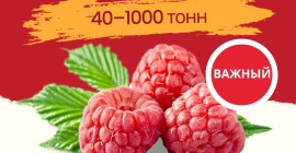 Calidad: 95/5 o &gt;90% de contenido de bayas enteras