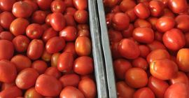Tomates de campo en venta. Precio negociable, alrededor de