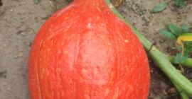 Venderé calabazas Gómez y Hokkaido, teléfono [teléfono]