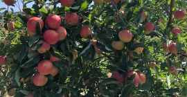 Vendo manzanas para procesar y hacer jugo, en grandes