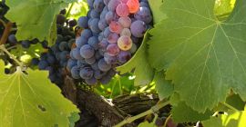 UVA GARNACHA TINTA DE EXCELENTE CALIDAD – ¡LISTA PARA