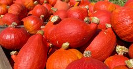 Hola, vendo una calabaza Hokkaido recién cosechada, que actualmente