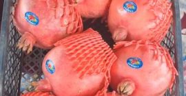 Exportación de granadas frescas desde Uzbekistán, empaquetadas en caja
