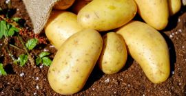 Empresa polaca que ofrece patatas de diversas variedades y