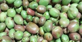 Kiwis mini a la venta. Cosecha de este año.