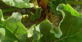Hola, tengo en venta ruibarbo de la variedad Lider,