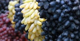 Exportación de uvas frescas desde Uzbekistán: Rizamat, Kishmish Kora,