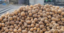 Vendo papas comestibles directamente del campo, variedades: - gala