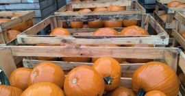 Calabaza de Halloween, variedad Gladiador/Corredor/Maya. 6-13 kg, lavada. Embalaje: